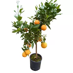 Апельсин Биондо Тардиво - Citrus sinensis Biondo Tardivo D21 H70