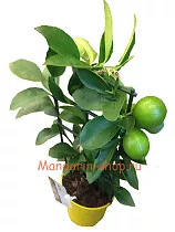 Цитрус лайм - Citrus aurantiifolia D14 H35