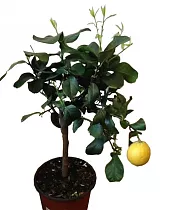 Лиметта Дольче Романа - Citrus limetta Dolce Romana D21 H70