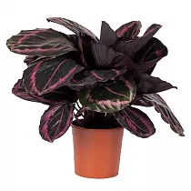 Калатея Сюрпрайз Стар - Calathea Surprisestar D14 H50