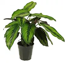 Калатея Пинстрайп - Calathea Pinstripe D14 H45