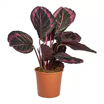 Калатея Сюрпрайз Стар - Calathea Surprisestar D14 H45