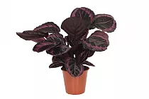 Калатея Сюрпрайз Стар - Calathea Surprisestar D15 H55
