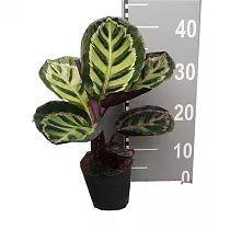 Калатея розеопикта Иллюстрис - Calathea Roseopicta Var Illustris D14 H40