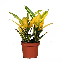 Кодиеум Санни Стар - Codiaeum Sunny Star D12 H30