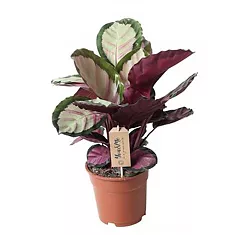Калатея Сильвия - Calathea Silvia D17 H45