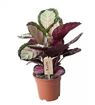 Калатея Сильвия - Calathea Silvia D17 H45