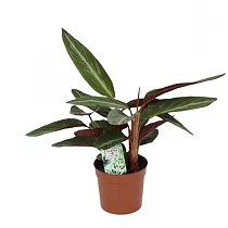Калатея Страйп Стар - Calathea Stripestar D12 H40