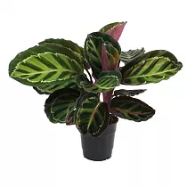 Калатея розеопикта Иллюстрис - Calathea Roseopicta Var Illustris D12 H35