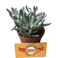 Очиток reflexum - Sedum D8 H12