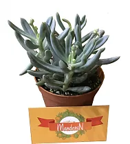 Очиток reflexum - Sedum D8 H12