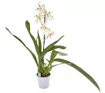 Камбрия Калмонара - Cambria D12 H50