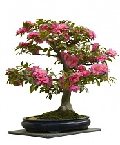 Камелия цветущий бонсай - Bonsai Camellia D40 H70