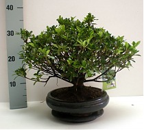 Цветущий бонсай Азалия  - Bonsai Rhododendron D18 H30