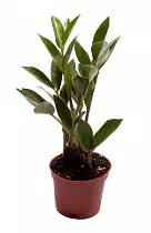 Замиокулькас - Zamioculcas zamiifolia D12 H40