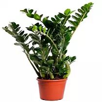 Замиокулькас - Zamioculcas zamiifolia D20 H80