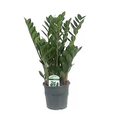 Замиокулькас - Zamioculcas zamiifolia D17 H70