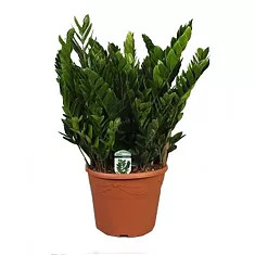 Замиокулькас - Zamioculcas zamiifolia D35 H110