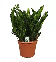 Замиокулькас - Zamioculcas zamiifolia D35 H110