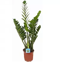 Замиокулькас - Zamioculcas zamiifolia D14 H50