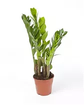 Замиокулькас -Zamioculcas zamiifolia  D12 H35
