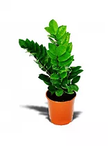 Замиокулькас - Zamioculcas zamiifolia D12 H25