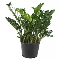 Замиокулькас - Zamioculcas zamiifolia D27 H100