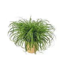 Циперус - Cyperus Zumula D12 H25