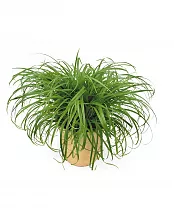 Циперус - Cyperus Zumula D12 H25