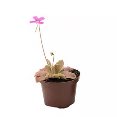 Жирянка - Pinguicula D9 H15