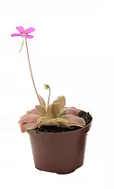 Жирянка - Pinguicula D9 H15