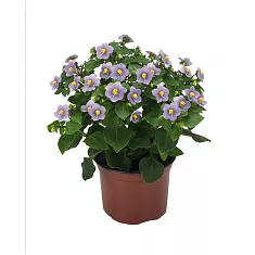 Экзакум голубой - Exacum D12 H20