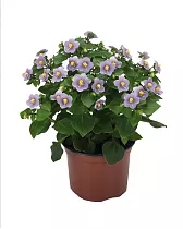 Экзакум голубой - Exacum D12 H20