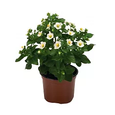 Экзакум белый - Exacum D12 H20