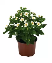 Экзакум белый - Exacum D12 H20