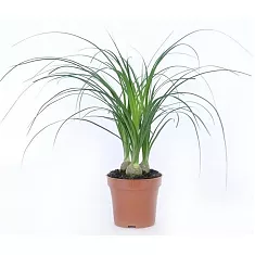 Пальма Нолина (бокарнея) 3 луковицы, бутылочная пальма - Nolina D12 H40