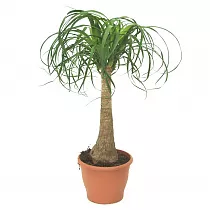 Пальма Нолина D18 H80