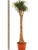 Пальма Нолина бутылочная пальма D40 H200