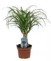 Пальма Нолина, бутылочная пальма D15 H60