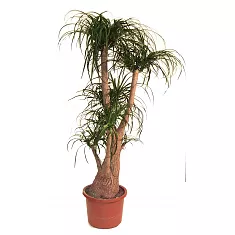 Пальма Нолина Бокарнея - Nolina Beaucarnea branched D35 H150