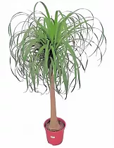 Пальма Нолина, бутылочная пальма D35 H160