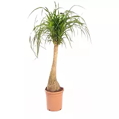 Пальма Нолина (бокарнея), бутылочная пальма - Nolina D30 H140