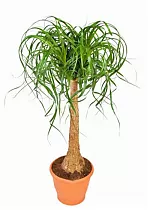 Пальма Нолина D25 H110