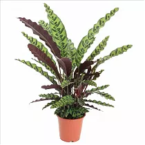 Калатея замечательная - Calathea insignis D20 H80