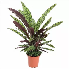 Калатея замечательная - Calathea insignis D20 H80