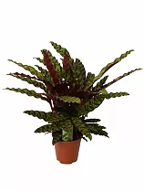 Калатея замечательная - Calathea insignis D12 H30