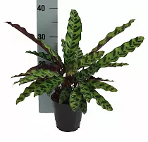 Калатея замечательная - Calathea insignis D12 H40