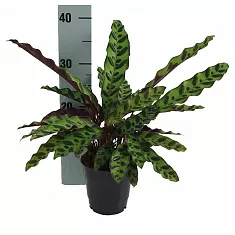 Калатея замечательная - Calathea insignis D12 H40