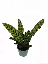Калатея замечательная - Calathea insignis D9 H20