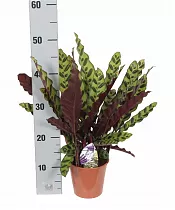 Калатея замечательная - Calathea insignis D14 H50